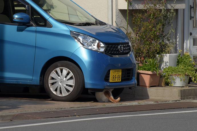 街のねこたち