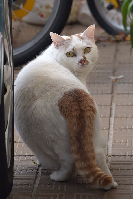 街のねこたち