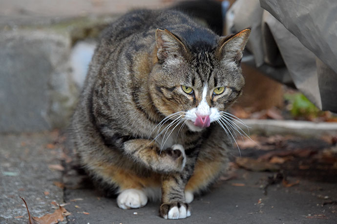 街のねこたち