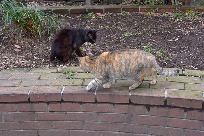 街のねこたち