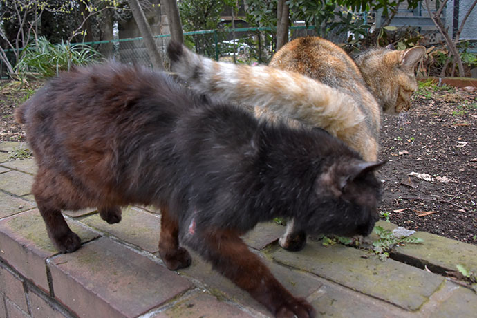 街のねこたち