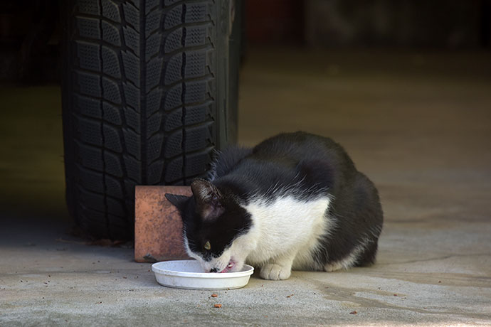 街のねこたち