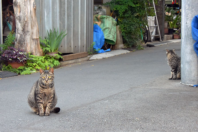 街のねこたち