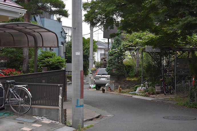 街のねこたち
