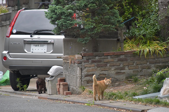 街のねこたち