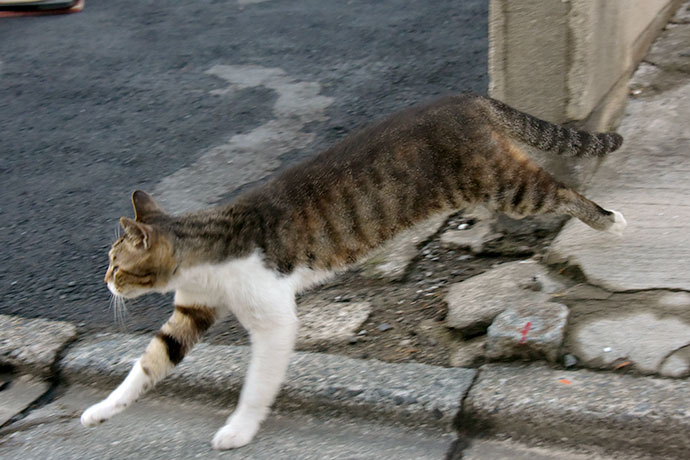 街のねこたち