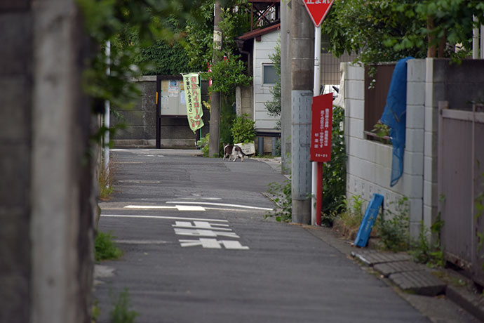 街のねこたち