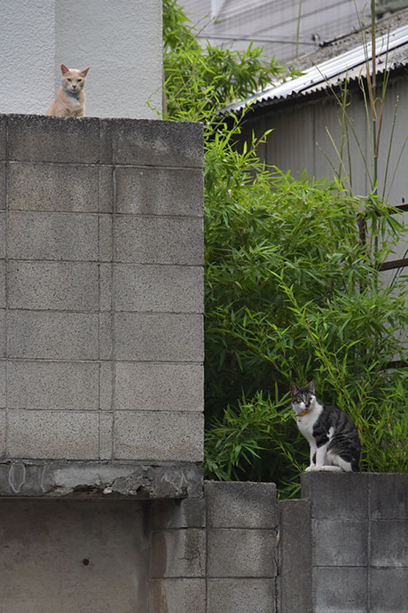 街のねこたち
