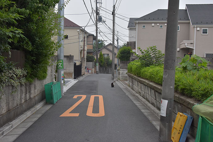街のねこたち