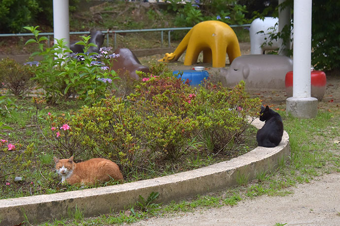 街のねこたち