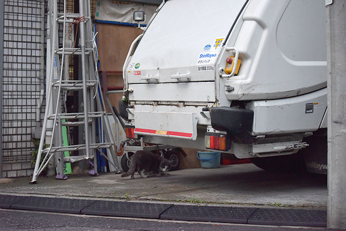 街のねこたち