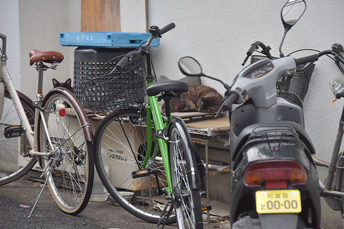 街のねこたち