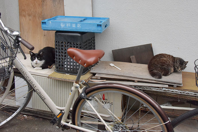 街のねこたち