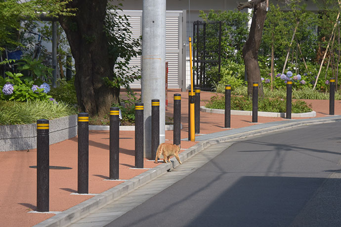 街のねこたち