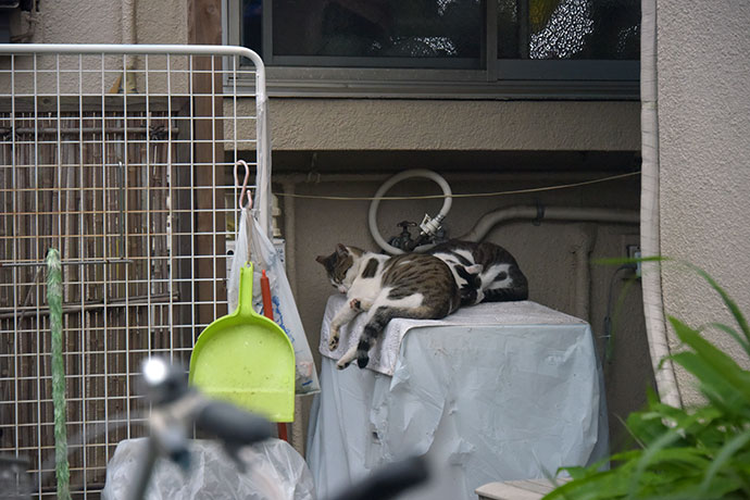 街のねこたち