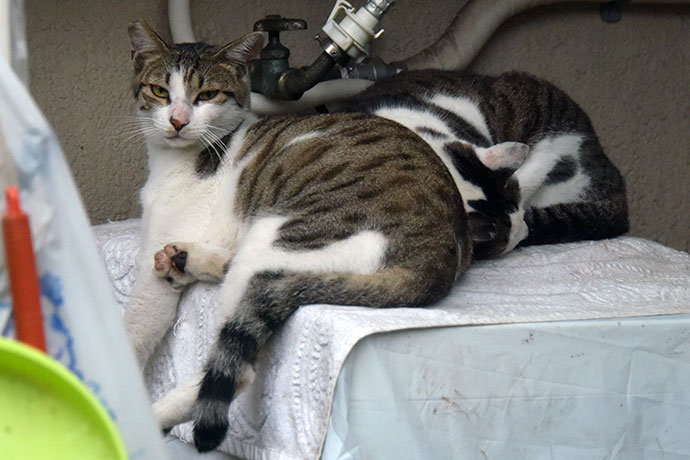 街のねこたち