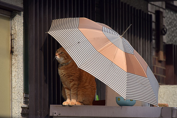 街のねこたち
