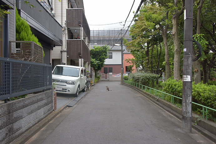 街のねこたち