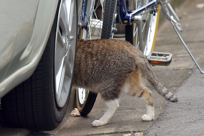 街のねこたち