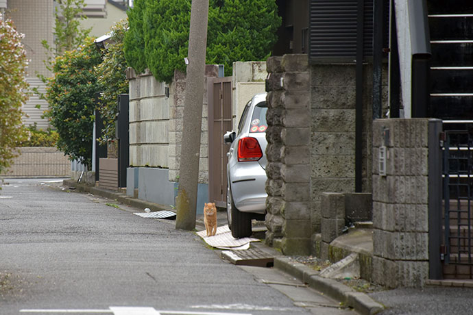 街のねこたち