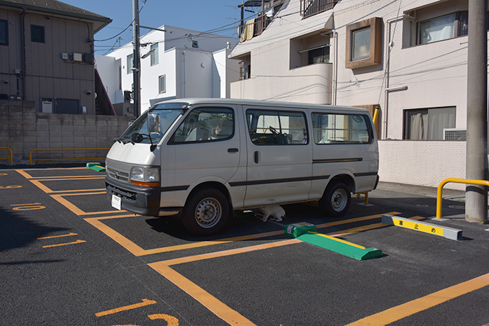 街のねこたち