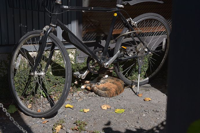 街のねこたち