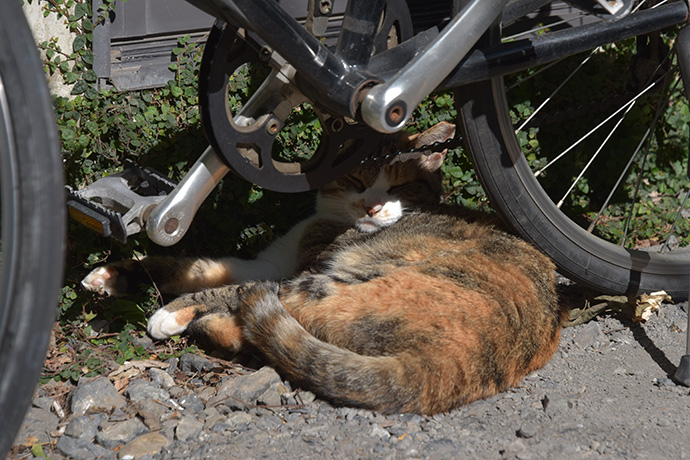 街のねこたち