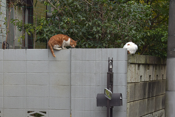 街のねこたち