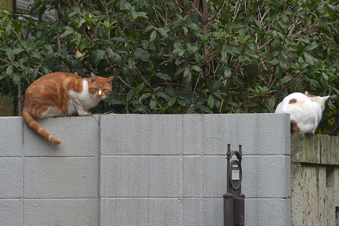 街のねこたち