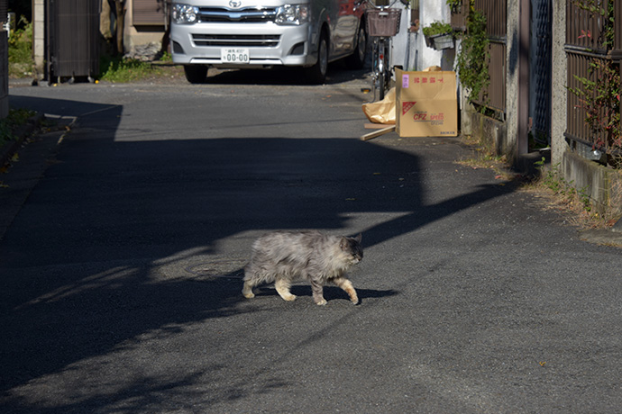 街のねこたち