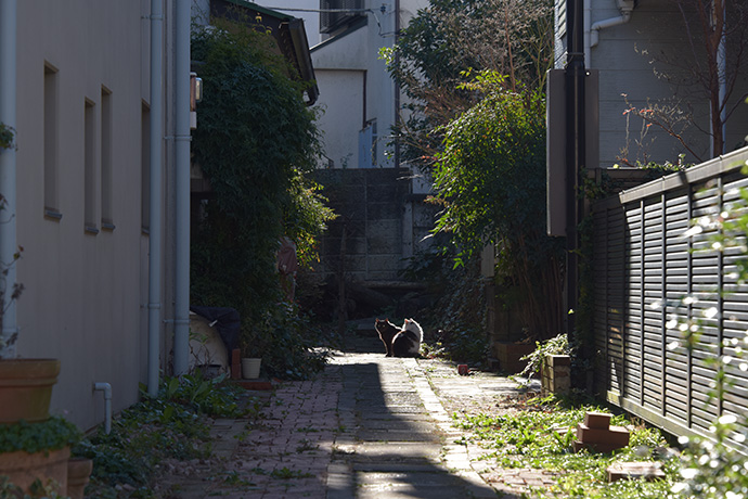 街のねこたち