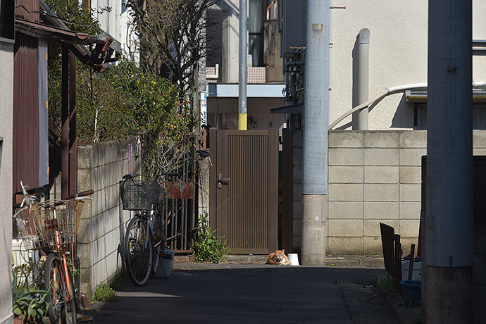 街のねこたち