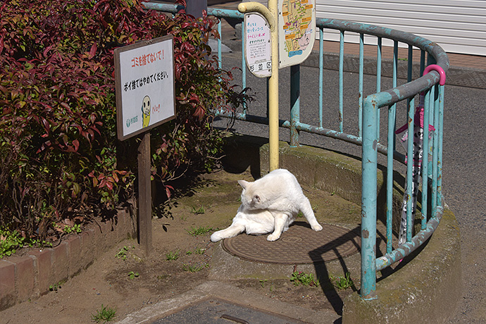 街のねこたち