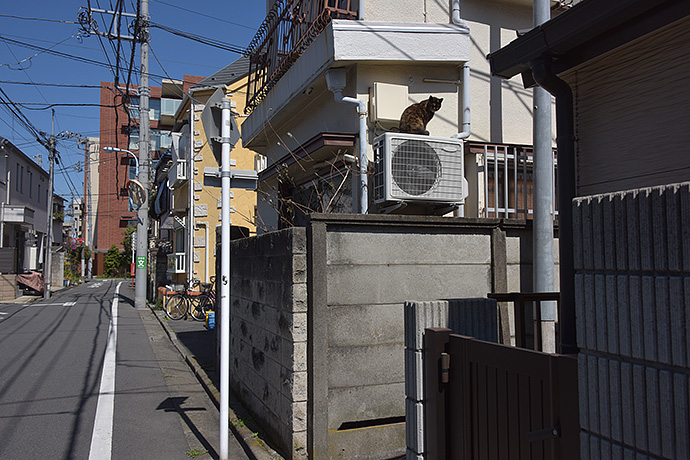街のねこたち