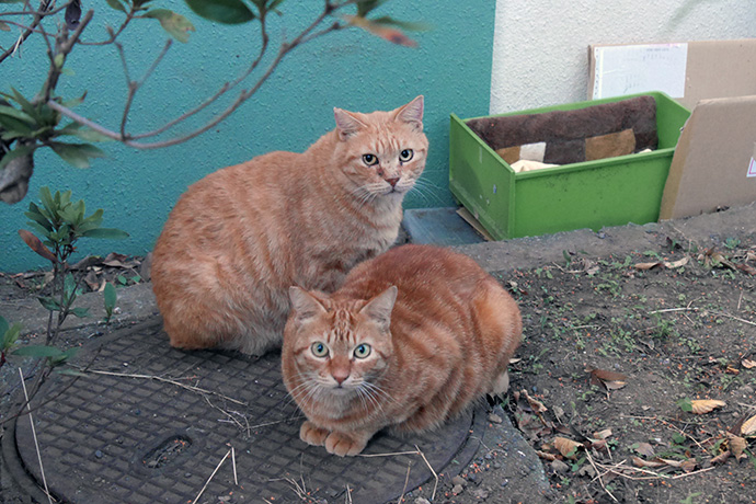 街のねこたち