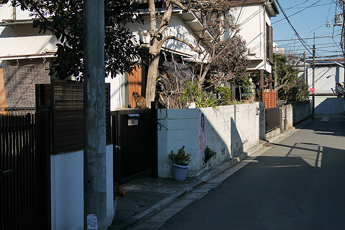 街のねこたち