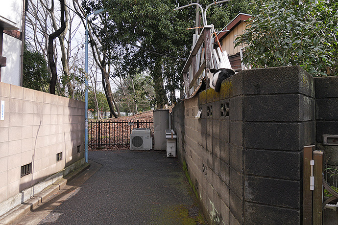 街のねこたち