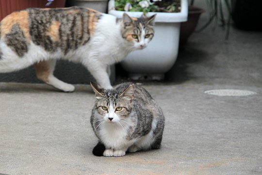 街のねこたち