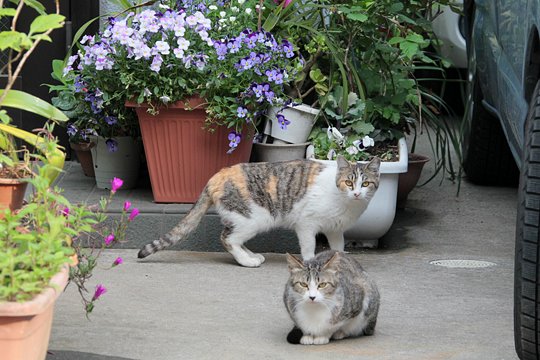 街のねこたち
