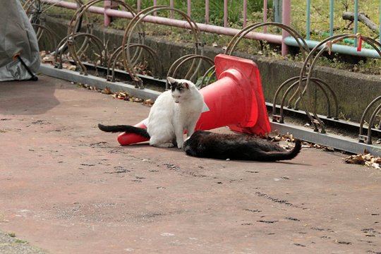 街のねこたち