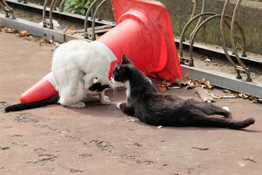 街のねこたち