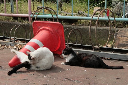 街のねこたち