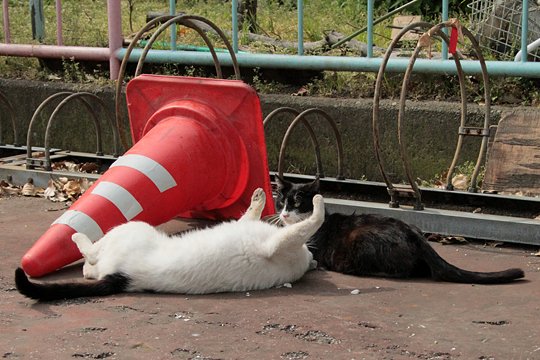 街のねこたち