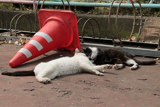 街のねこたち