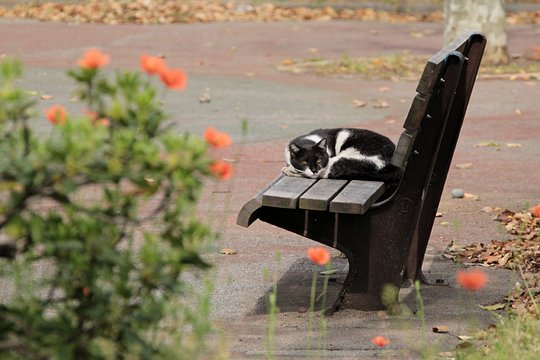 街のねこたち