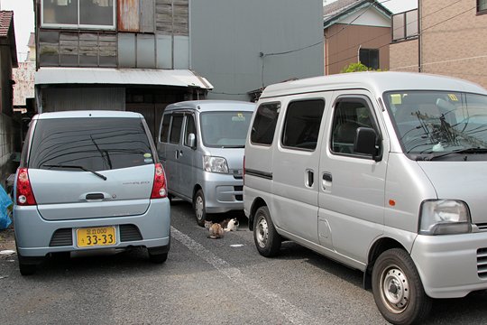 街のねこたち