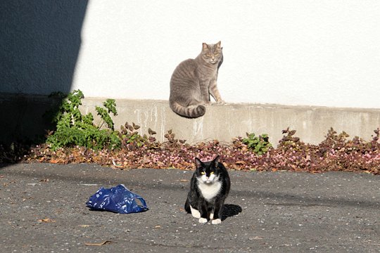 街のねこたち