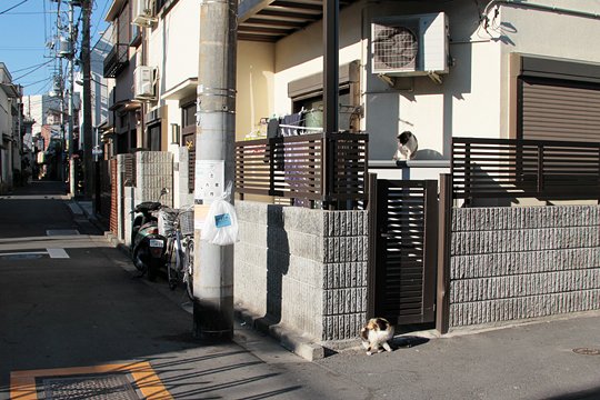 街のねこたち