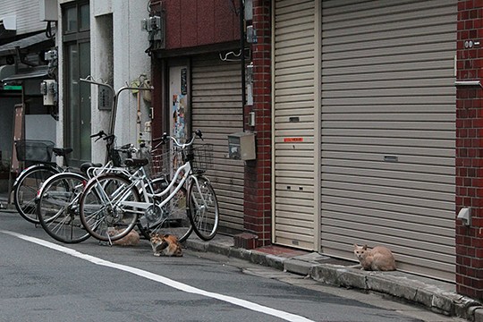 街のねこたち
