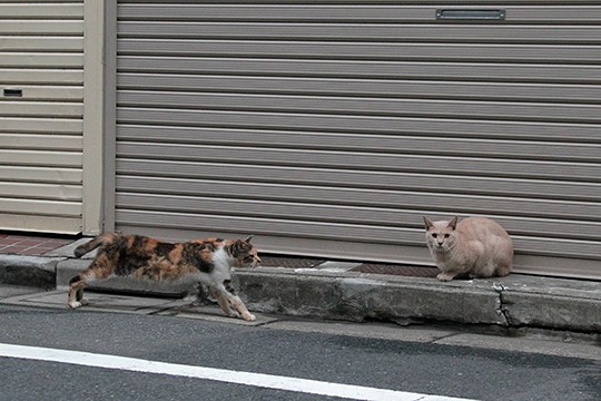 街のねこたち